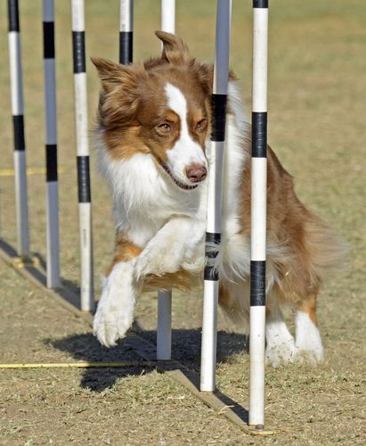 Pet Training