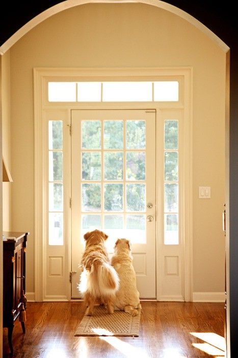 Pet sitting